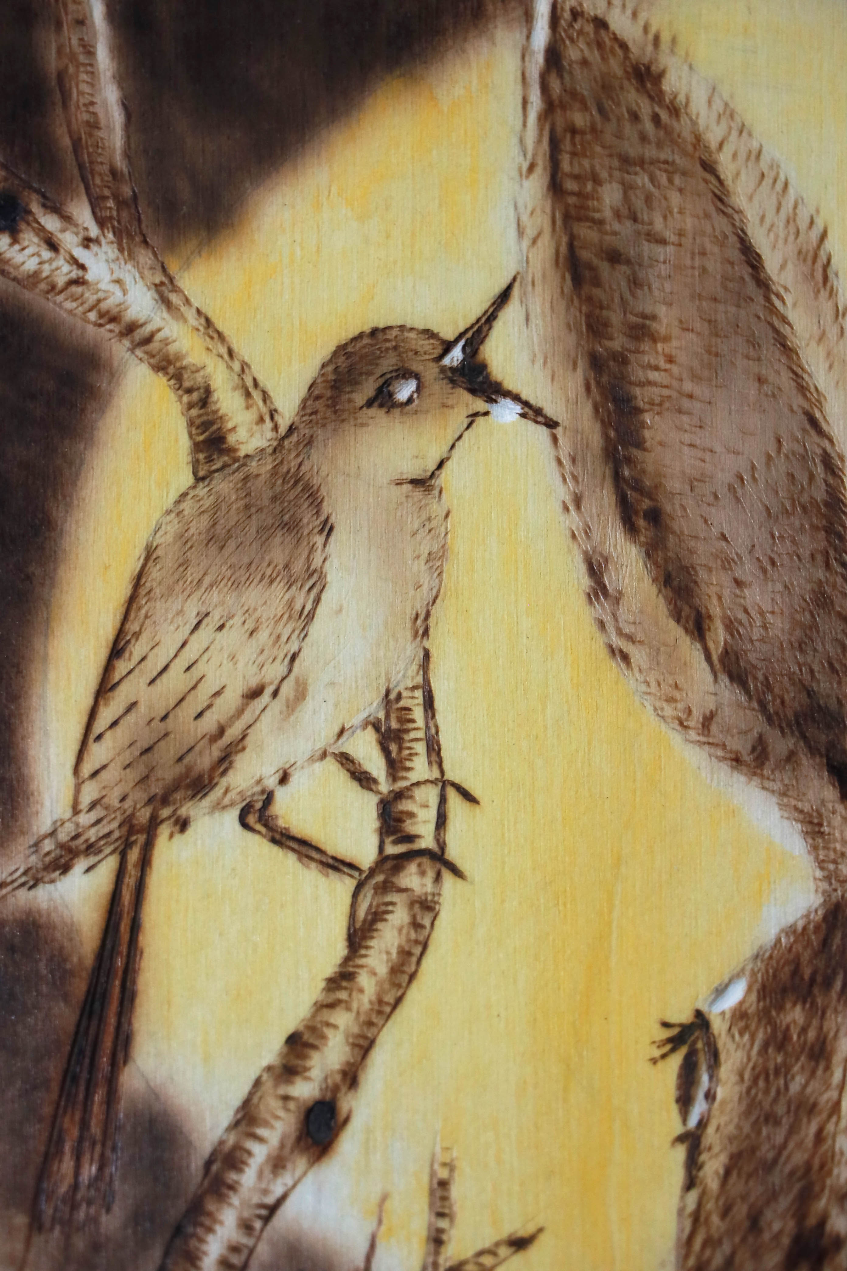 Collection main Image